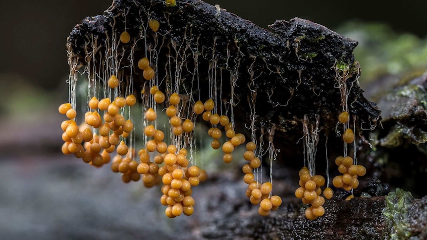 A slime mould formation appears as dozens of small yellow balls, hanging from  a branch