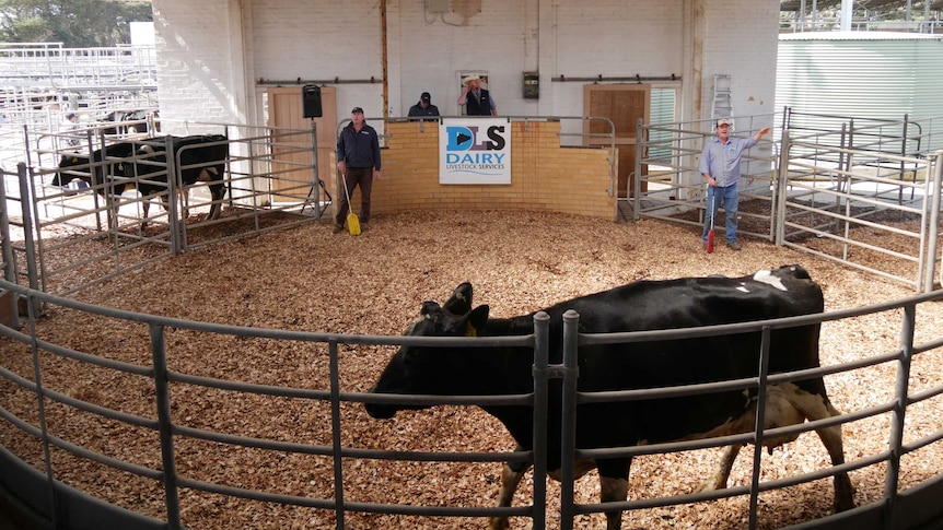 Cow in saleyard pen as auctioneer watches on