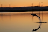 A dolphin leaps from a river at sunset with power towers in the background