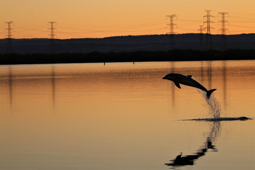 A dolphin leaps from a river at sunset with power towers in the background
