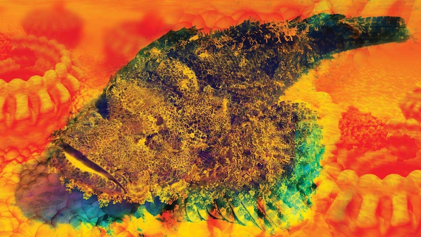 A stonefish on the ground.