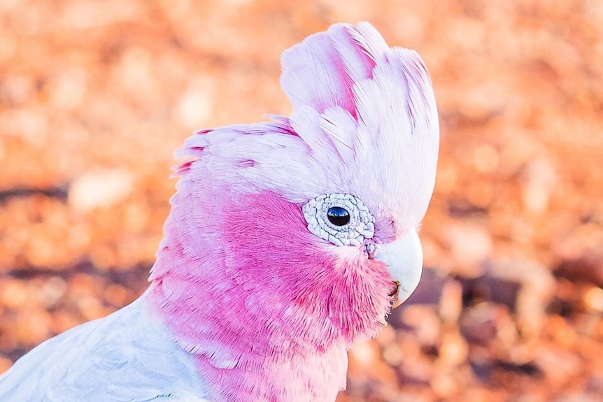 A pink and grey galah.