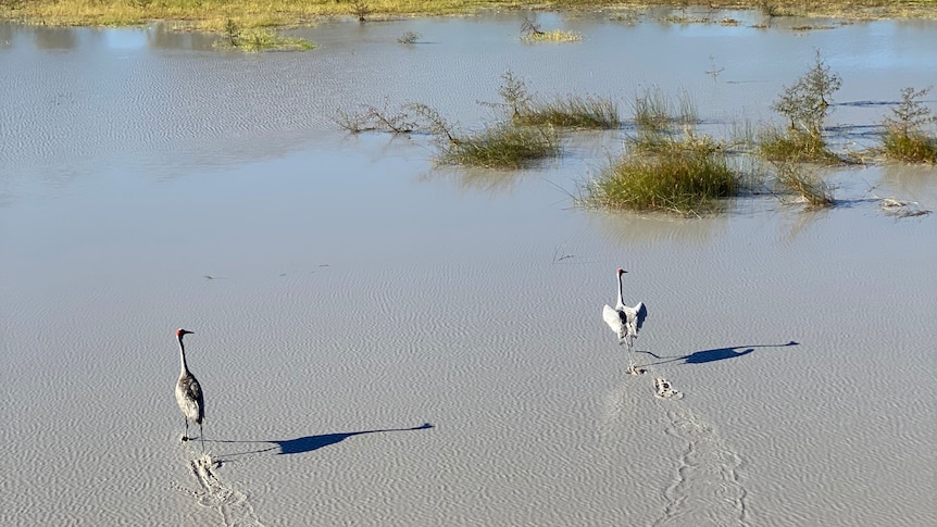 Two grey brolgas wade through water