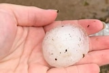A close-up photo of a white woman's hand holding a large hail stone. The piece of hail has dirt and grass on it.