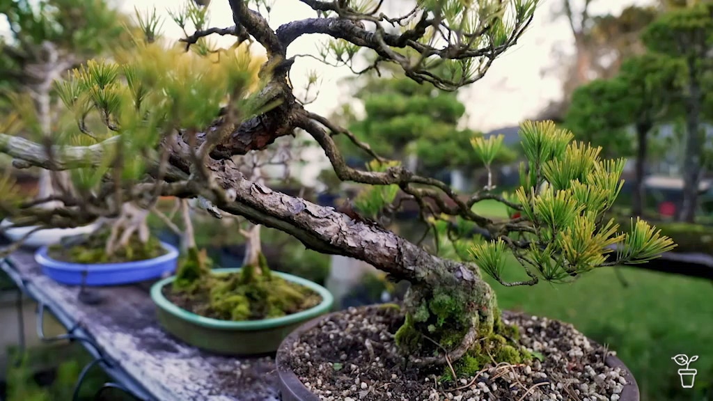 Bonsai Masterclass - Gardening Australia