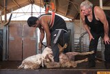 Aboriginal shearing students learns on the job at a shearing shed in Northampton in Jan 2019.