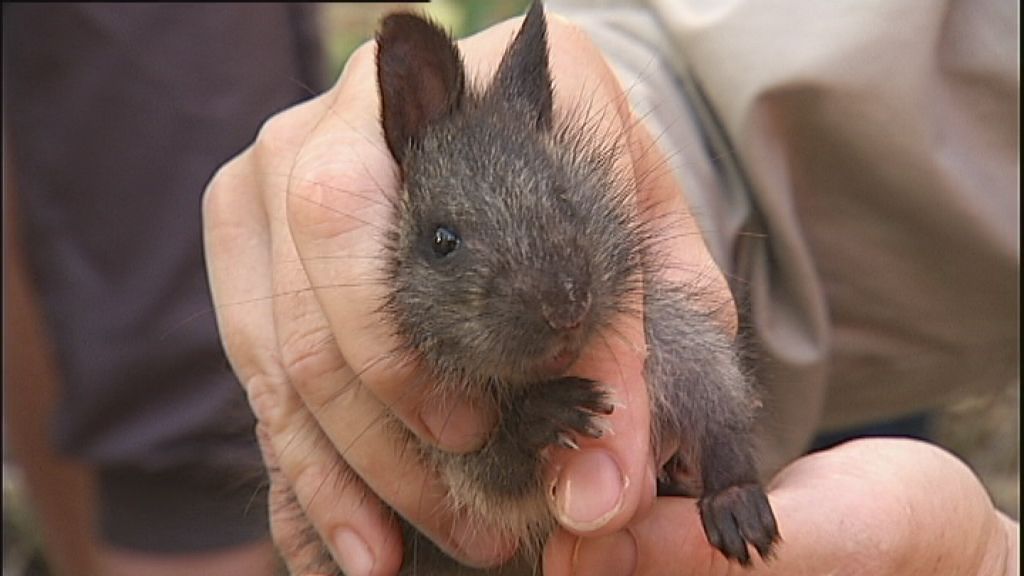 Trapping small mammals - ABC News