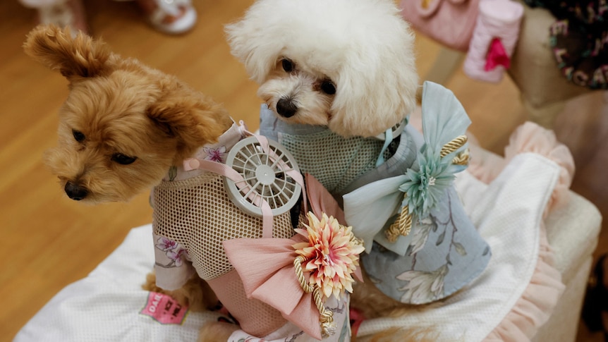 One small brown dog wears a pink jacket with a fan and is sitting next to a white dog wearing a blue jacket and fan. 