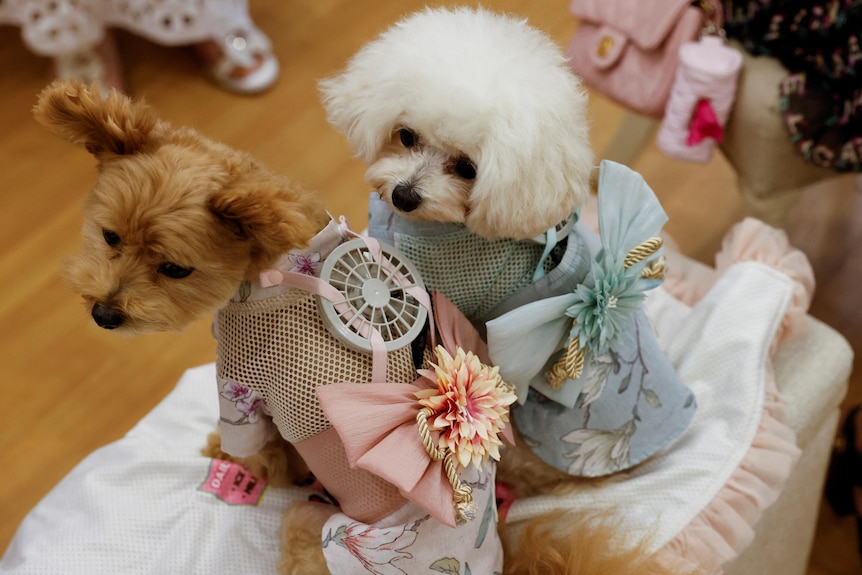 One small brown dog wears a pink jacket with a fan and is sitting next to a white dog wearing a blue jacket and fan. 