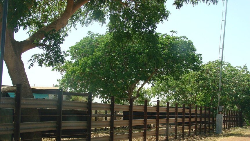 Karumba cattle holding yards