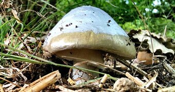 CUSTOM 340x180 Death cap mushroom
