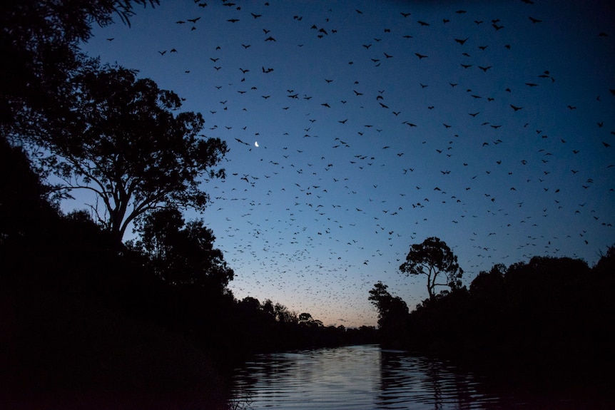 A large flock of bats fly over a river at twilight