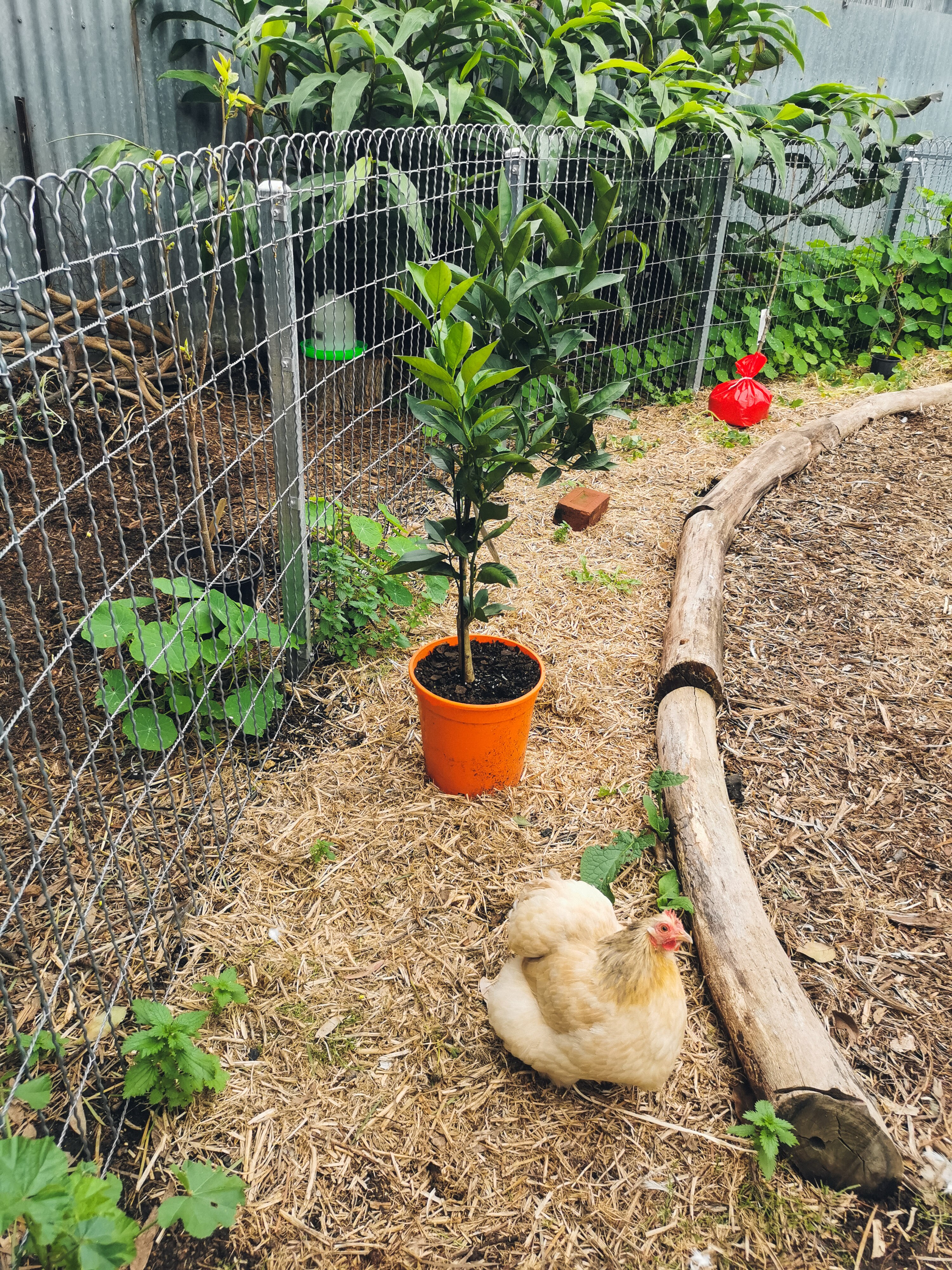 How I created a mini food forest in my small urban backyard ABC Everyday