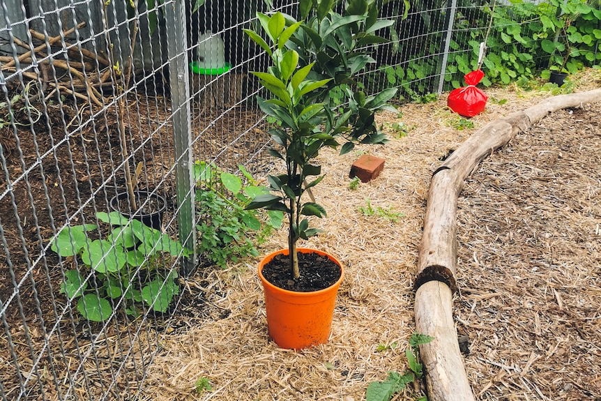 A fruit tree sits in its pot on top of mulch in a garden.