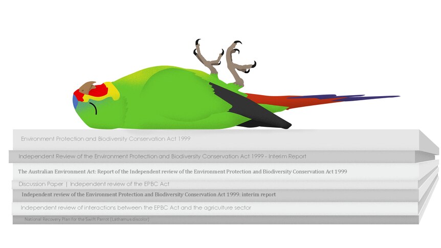 An illustration of a dead swift parrot lying on its back on a stack of legislation and reviews of the EPBC Act.