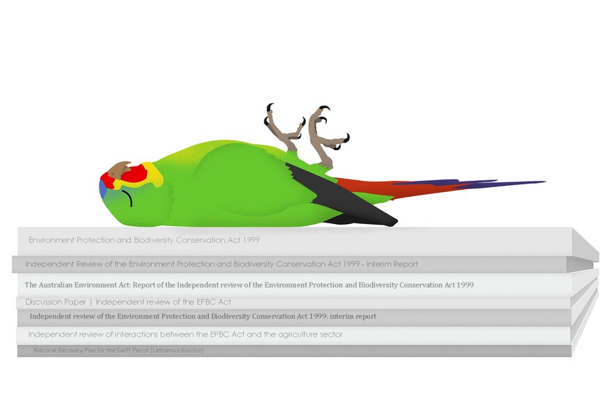 An illustration of a dead swift parrot lying on its back on a stack of legislation and reviews of the EPBC Act.