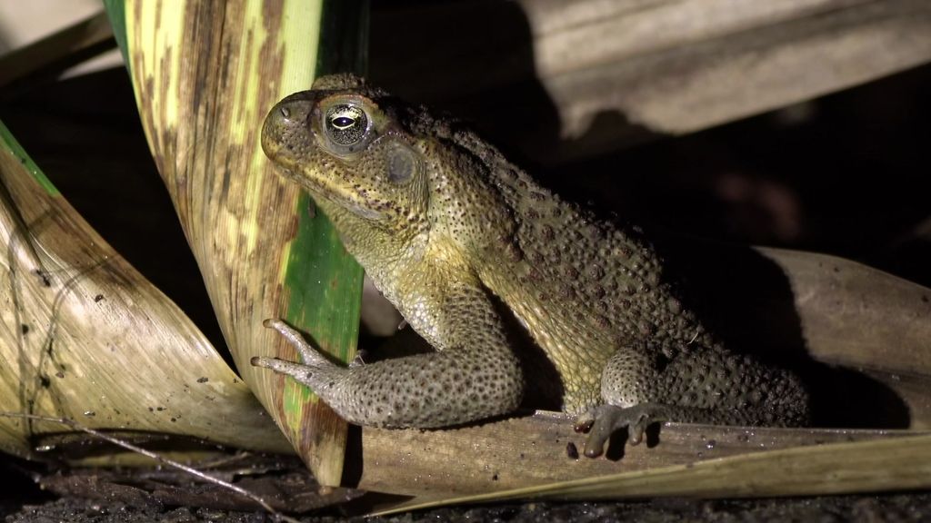 An adult cane toad sitting on the ground.