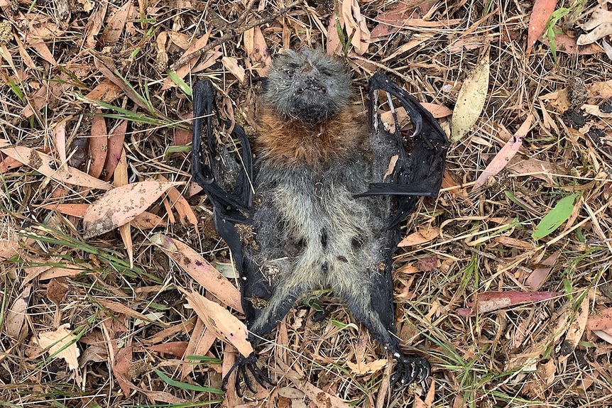 A dead bat lies on its back on a leafy ground.