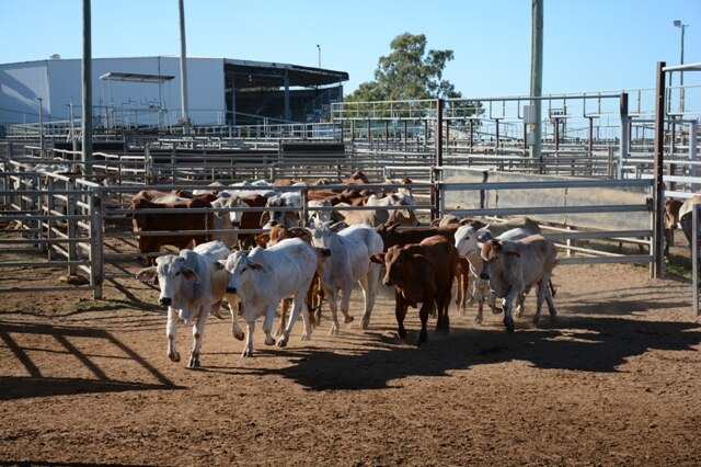 Cattle at Dalrymple saleyards in north Queensland