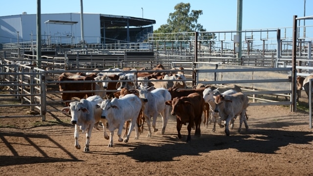 Cattle at Dalrymple saleyards in north Qld