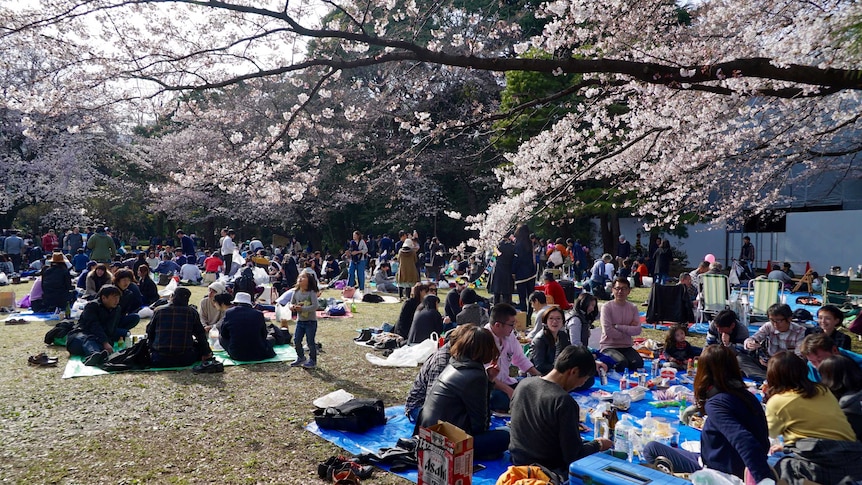Groups of people picnic beneath the cherry blossom trees