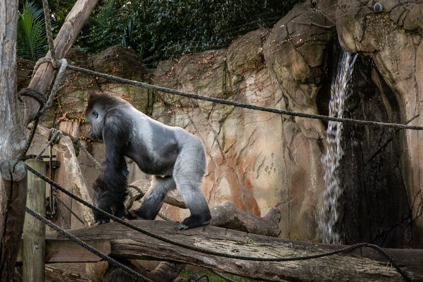Gorilla Kibabu stands on a rock next to a waterfall at Taronga Zoo