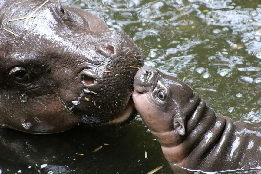 Pygmy hippo and mother at Taronga Zoo