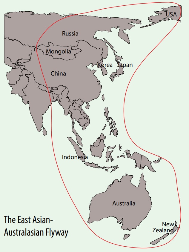 Карта, показывающая Россию и Австралию как часть пути миграции острохвостого кулика.