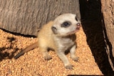 The baby meerkat in its enclosure.