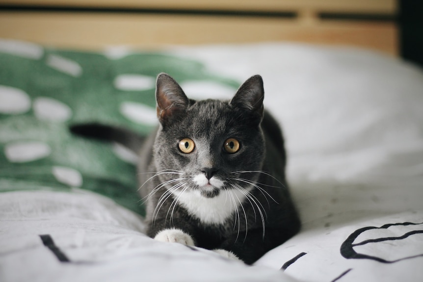 A grey and white cat looks intensely at the camera from its spot on a green and white bedspread