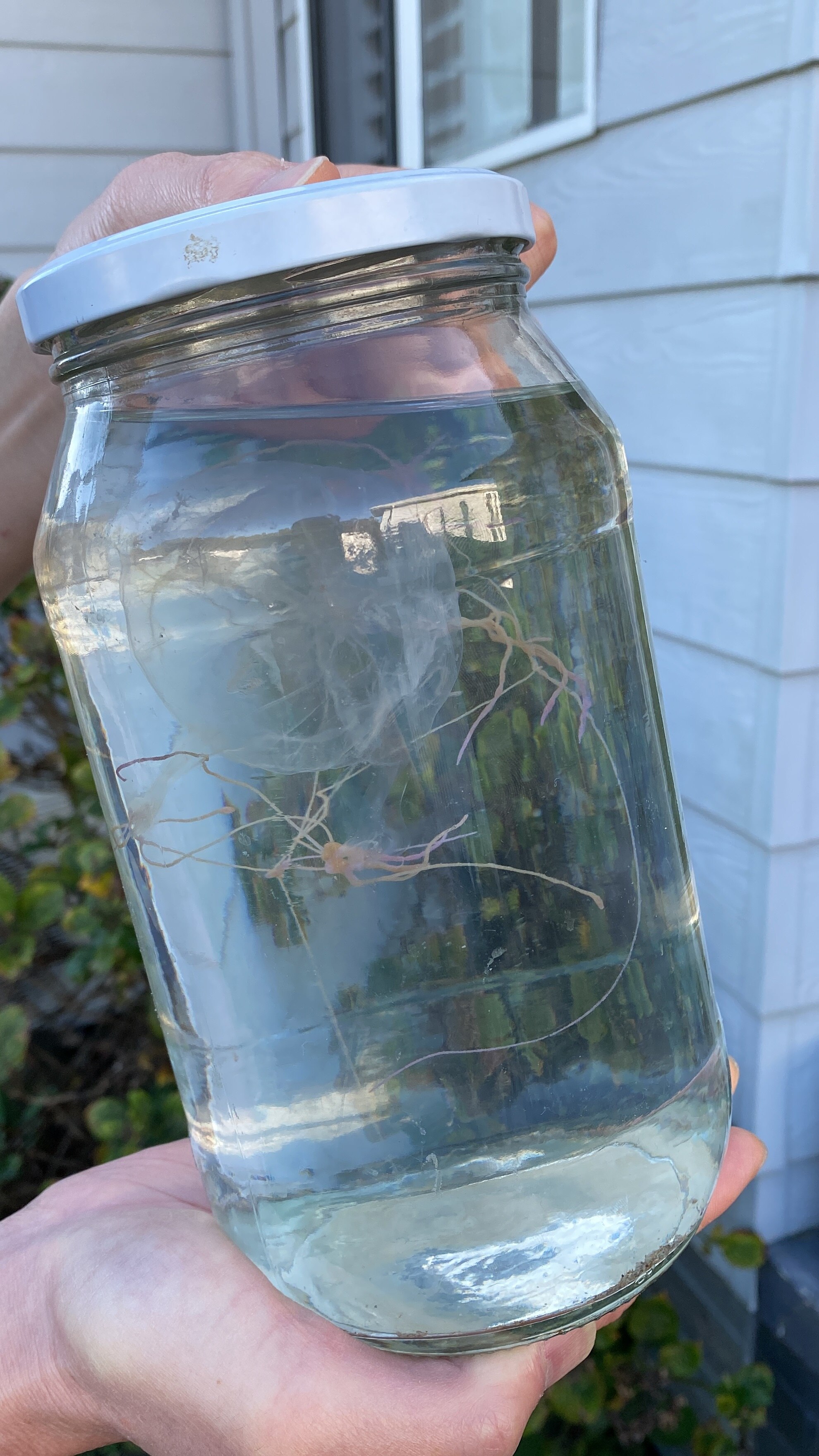 Small jellyfish in a glass jar.