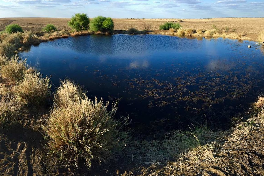 A small dam surrounded in bushes on a rural property