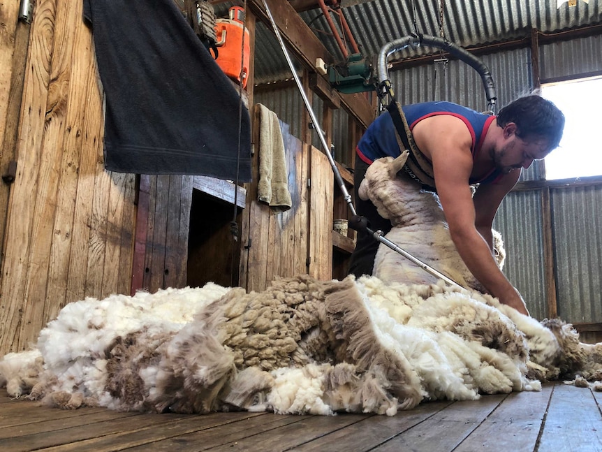 Charlie Clayton is busy with wool growers keen to get their sheep shorn and wool on the market.