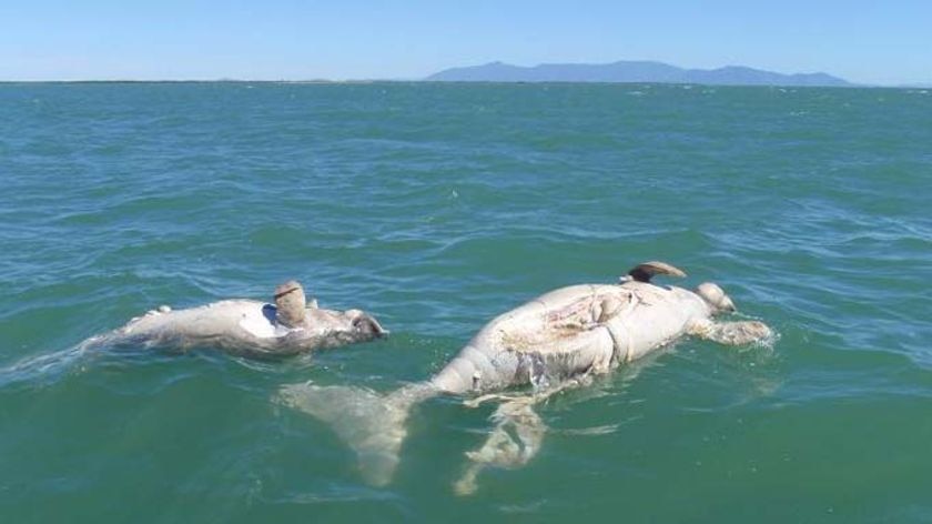 Authorities say it looked like someone tried to sink the dugongs with makeshift anchors.