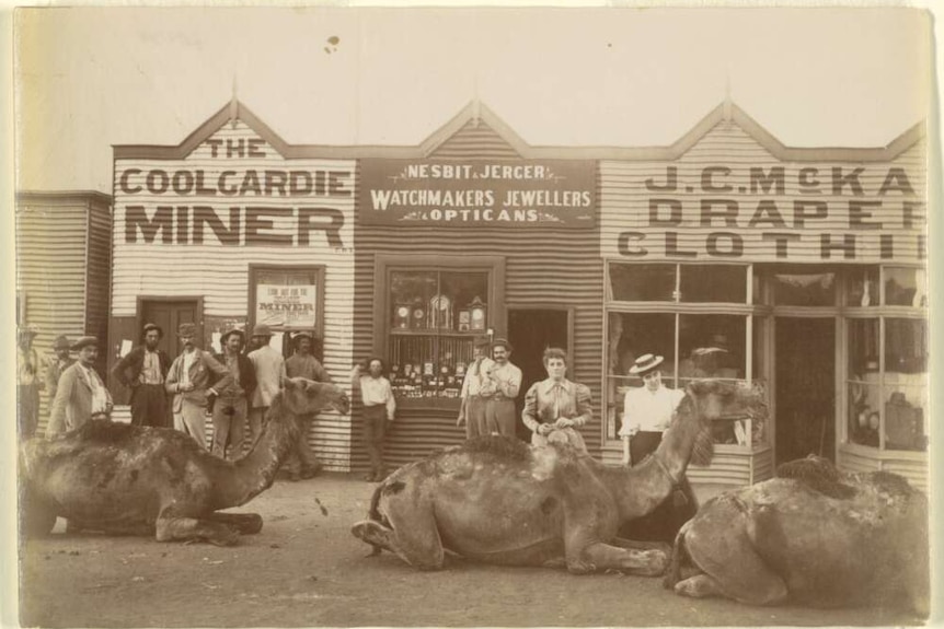 Three camels lay in front of shops in Coolgardie while people standby in the 1890s