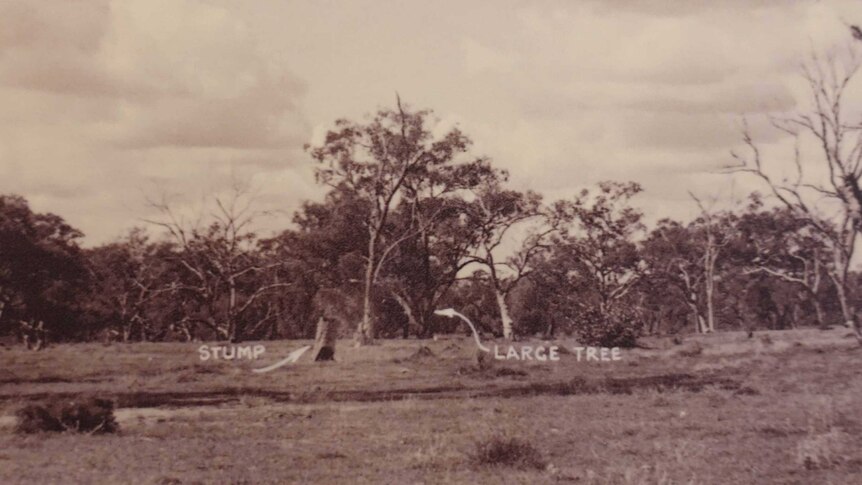A black and white photo of a clearing with trees in the background.