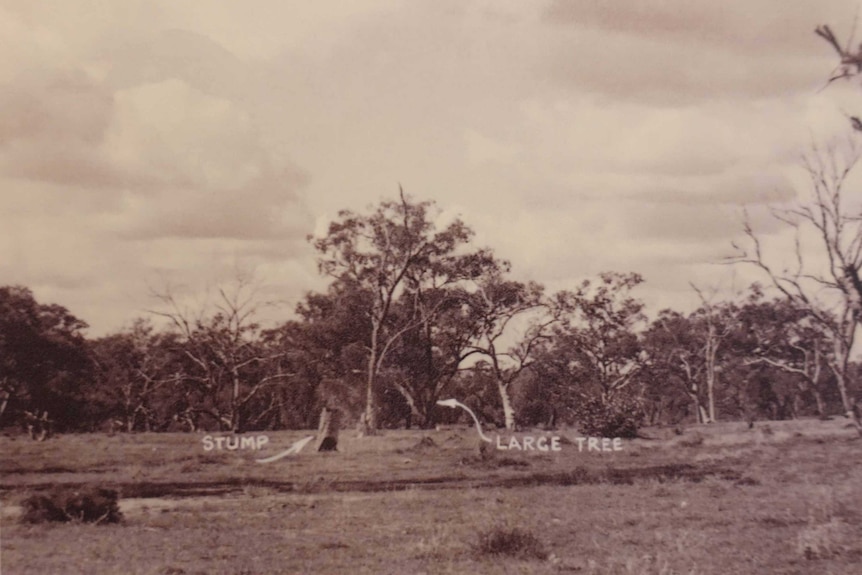 A black and white photo of a clearing with trees in the background.