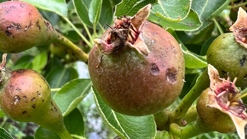 A small piece of budding fruit covered in small craters left by a hail storm near Shepparton