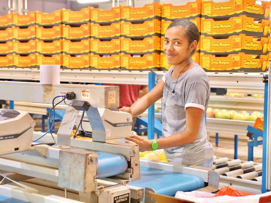 A young female pacific islander packing mangoes on conveyor belt with orange boxes in background