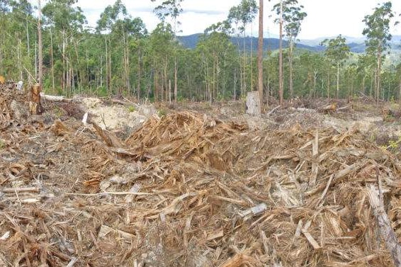 Trees that have been cut down.