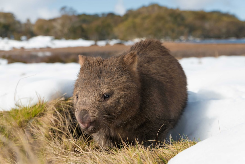 A wombat in the snow.