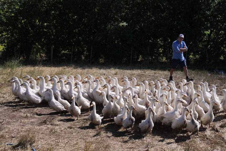 Man in cap and blue shirt walking behind a large flock of white ducks