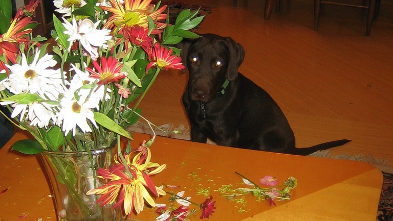 Clyde destroys flowers