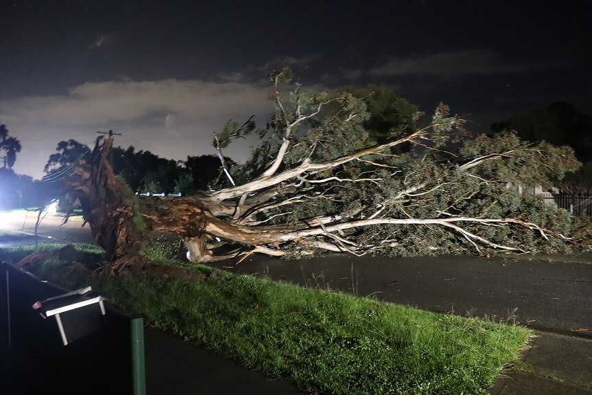 A large tree fallen across a road at night.