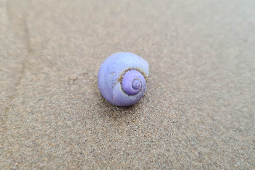 Striking purple violet sea snail on the sand.