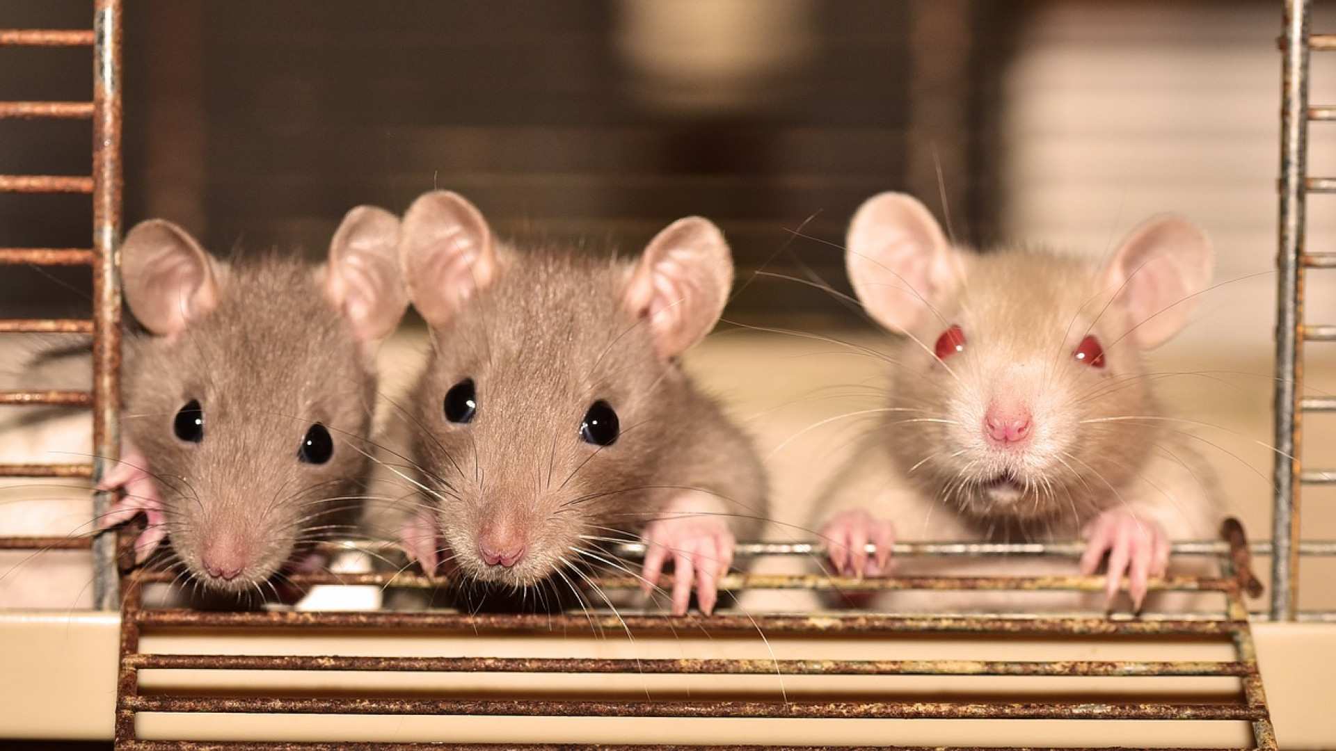 Three rats huddled together in a cage look startled.