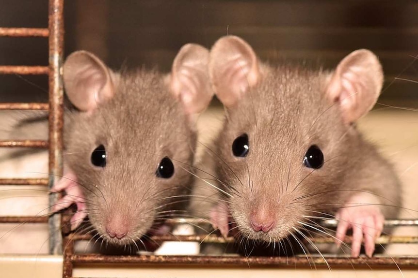 Three rats huddled together in a cage look startled.