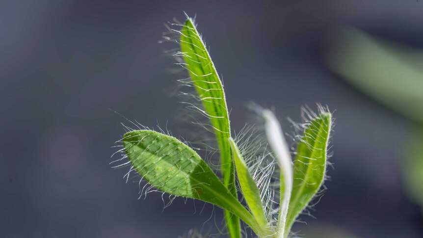A close up of six hairy hawkweed leaves, shaped like long tear drops.