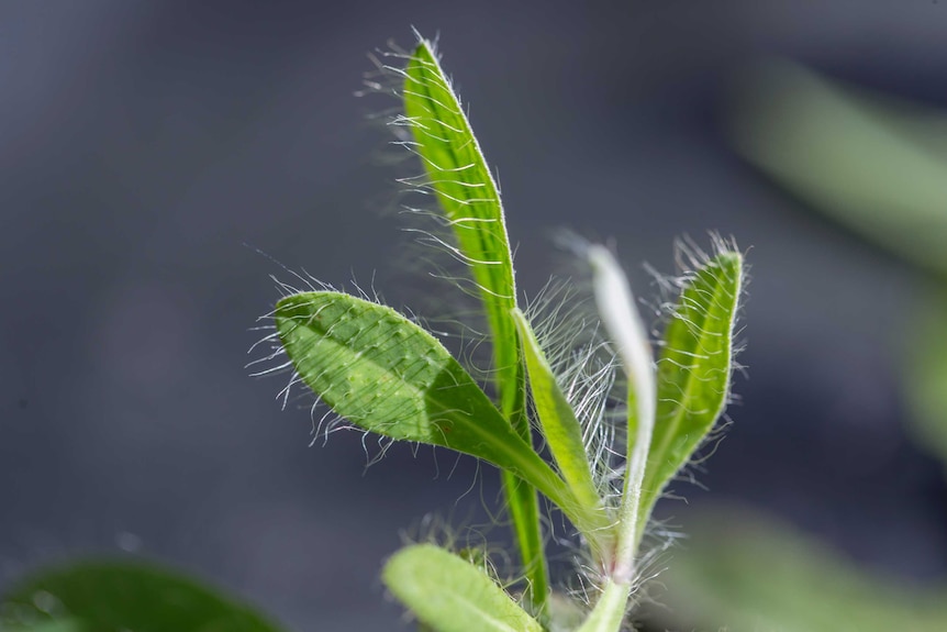 A close up of six hairy hawkweed leaves, shaped like long tear drops.