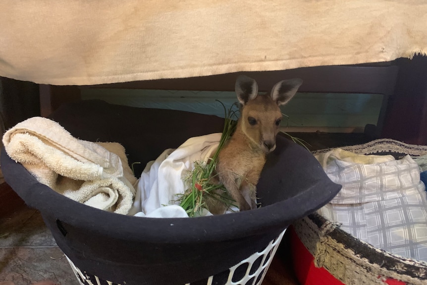 A small joey in a basket. 
